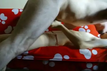 Bokep Indo ABG Bispak Nyewain Diri Servis Hot